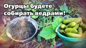 Тонкости выращивания огурцов пучкового типа. Как выращивать и чем подкармливать