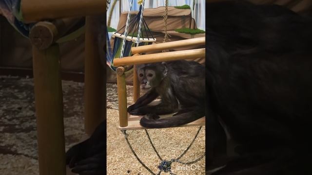 Vivo X100 Pro опыт эксплуатации 4 месяца!