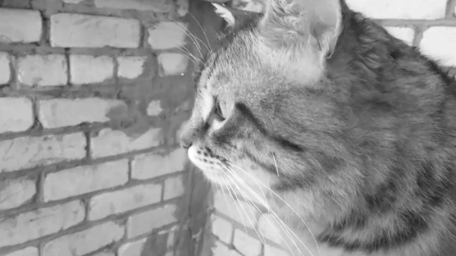 Снег в октябре смотреть онлайн