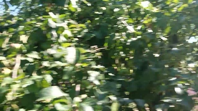 наташкины цветы, обзор огорода,жара быстро садится ка?