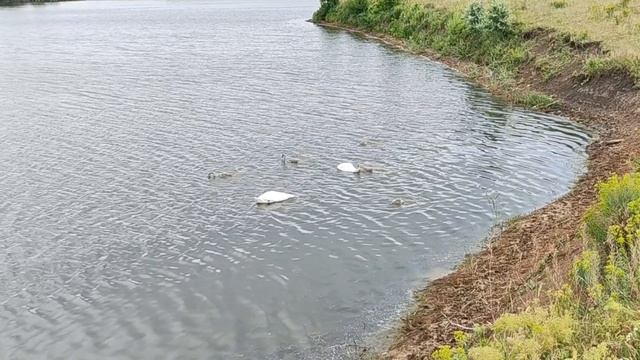 Лебединая семья