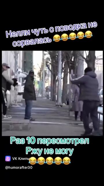 злая собака конечно же