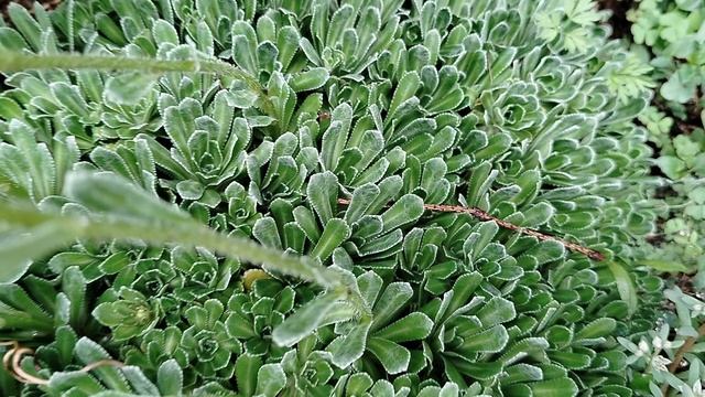 Цветет камнеломка 2025 смотреть онлайн