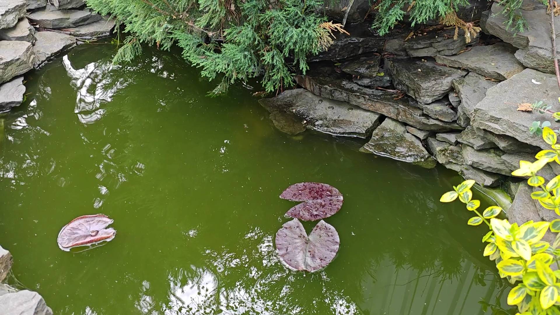 Нимфея успешно перезимовала смотреть онлайн