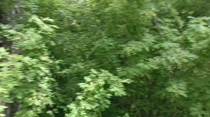 первый Рой пойман