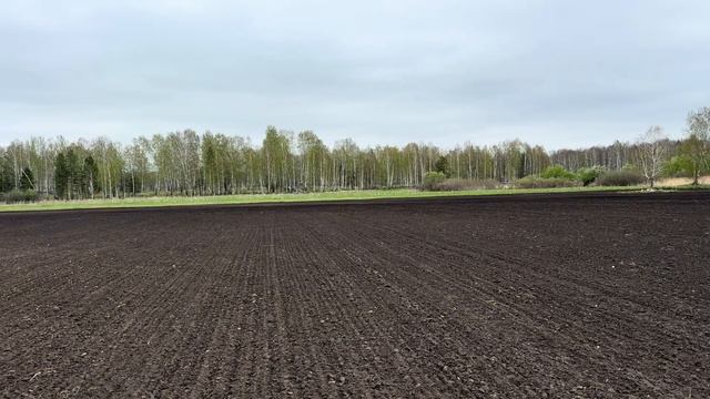 Яровая пшеница 2025. Начало.