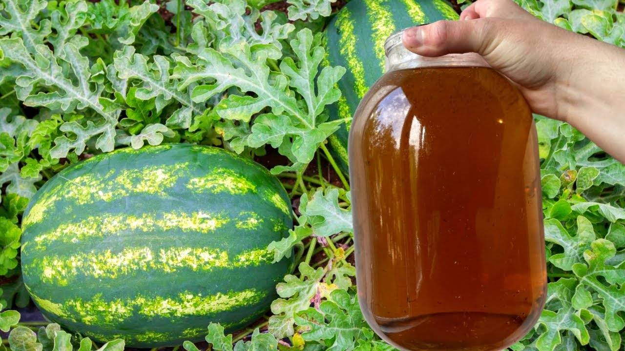 Как вырастить идеальные дыни и арбузы следуйте этим шагам, и ваш урожай будет потрясающим!