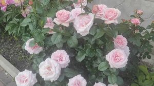 Розы. Цветение началось.