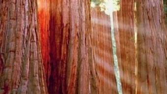 Отзвуки Творения (Echos Of Creation)