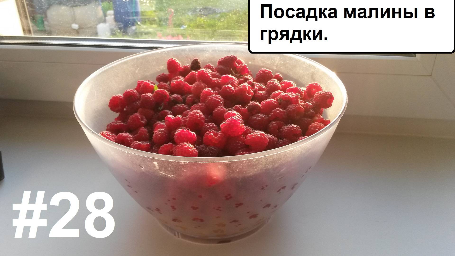 Посадка малины. смотреть онлайн