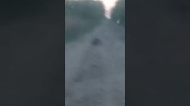 Разборка зверей в лесу. смотреть онлайн