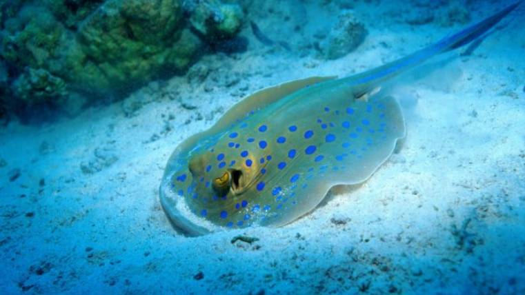 Красное Море (мухафаза). ЕГИПЕТ2025 ШАРМ ЭЛЬ ШЕЙХ . РИФ ОТЕЛЯ Amporas beach hotel 5* СНОРКЛИНГ смотреть онлайн