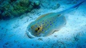 Красное Море (мухафаза).  ЕГИПЕТ2025   ШАРМ ЭЛЬ ШЕЙХ . РИФ ОТЕЛЯ Amporas beach hotel 5*   СНОРКЛИНГ