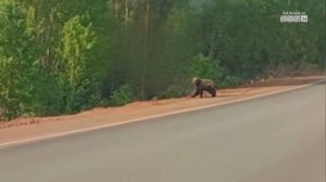 Медведя видели в Центральном районе Братска