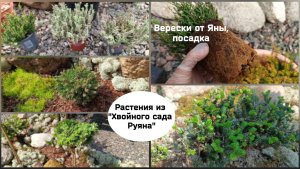 Растения из  «Хвойного сада Руяна».
Посадка вересков.
