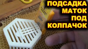 Подсадка маток под колпачок.