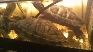 Красноухая черепаха плавает 10-06-2025