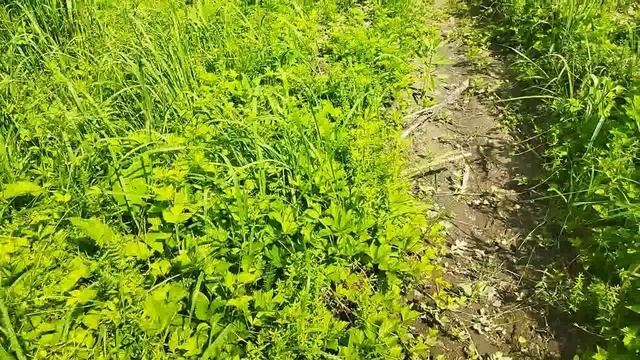 прогулка по лесу часть2 смотреть онлайн