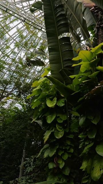 карпы кои, пальмы, бананы в городском парке Чатучак в Бангкоке смотреть онлайн