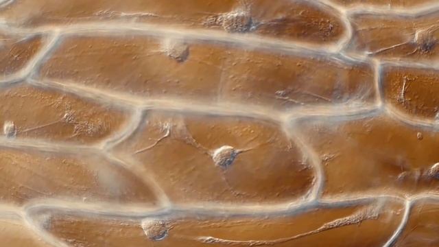 Анастасия Баскакова ролик УГ 2025 смотреть онлайн