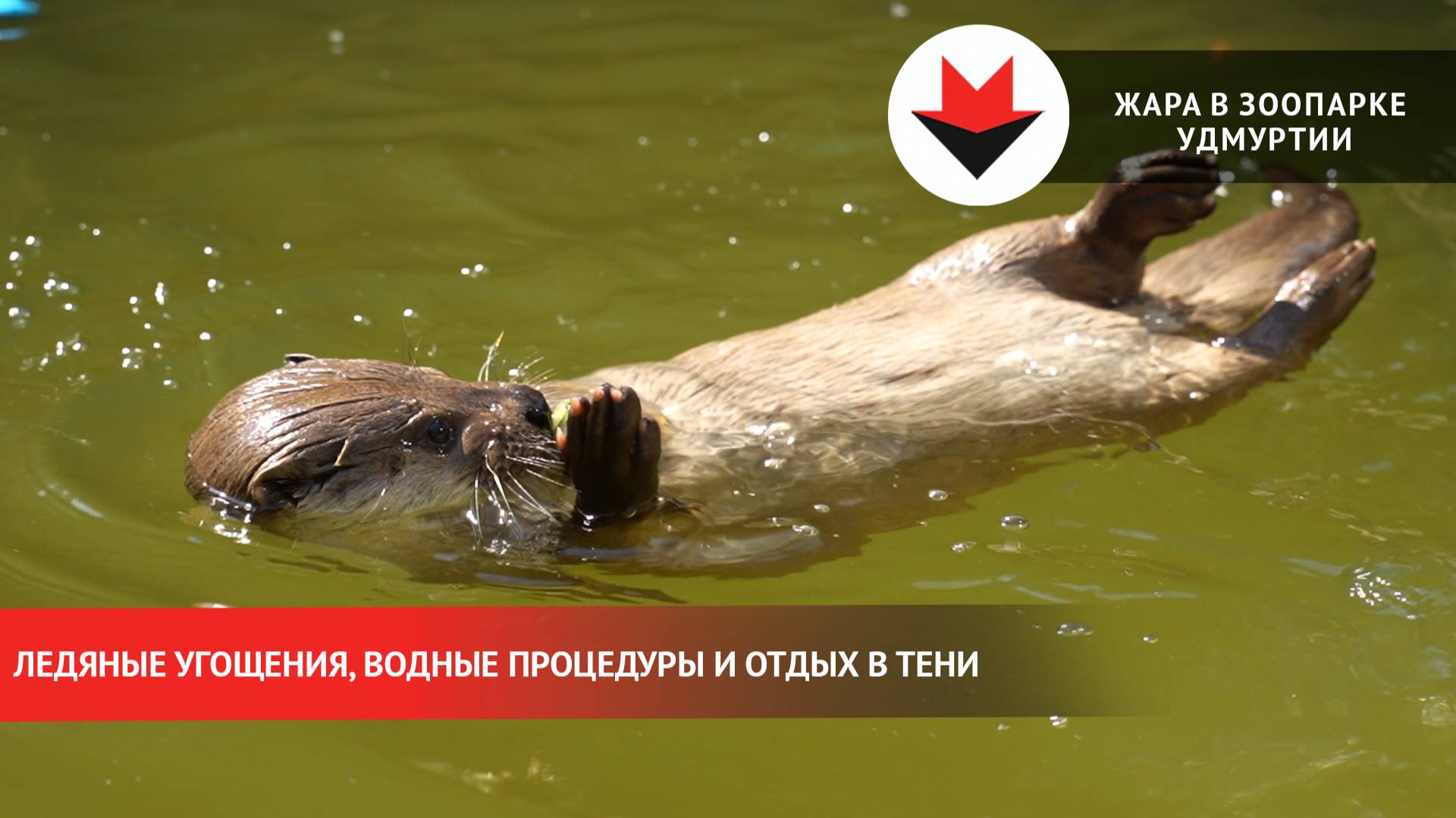 Спасение от жары: секреты охлаждения животных в зоопарке Удмуртии смотреть онлайн