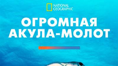 Огромная акула-молот / Mega Hammerhead |NAT Geo смотреть онлайн