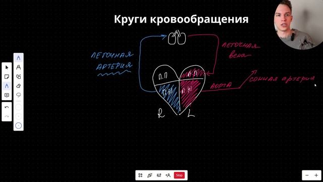 Запомни круги кровообращения НАВСЕГДА с этой схемой! смотреть онлайн