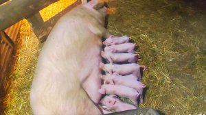 Выжил всего один,Погода испортиламь,Очень скучаю