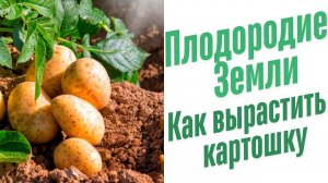 Как вырастить картошку.