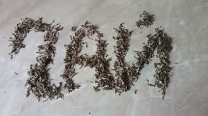 Ферментированный чай из листьев облепихи. Вкус и польза для организма.