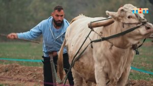 Фермерский вызов в Китае: участники пашут землю по старинке