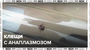 В Подмосковье обнаружили клещей с анаплазмозом - Москва 24