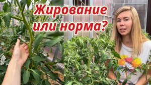 ЖИРОВАНИЕ ТОМАТОВ: что делать? Как распознать и исправить