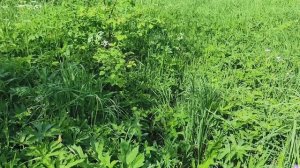 Большая стирка ,сильная гроза.⚡