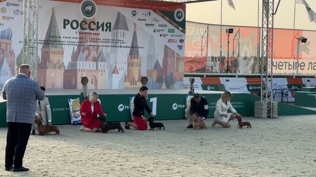 07.06.2025«РОССИЯ. КУБОК РКФ 2025» ( 4911 собак)10 июня 2025 г.