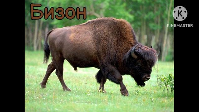 Голоса и Звуки Животных Северной Америки смотреть онлайн