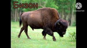 Голоса и Звуки Животных Северной Америки