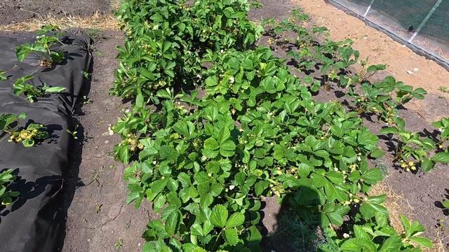 Начинаем новую стройку. Пересеяла морковь. Деревенские истории. смотреть онлайн