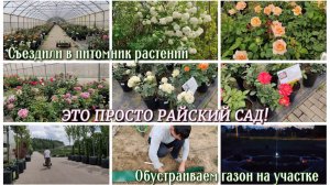 #125 Съездили в питомник растений. ЭТО ПРОСТО РАЙСКИЙ САД! Обустраиваем газон. ЗАГОРОДНАЯ ЖИЗНЬ 🏠