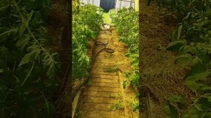 Просто огород по природному земледелию.