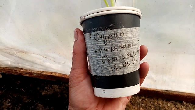 Сажаю в Ведре Огурцы 