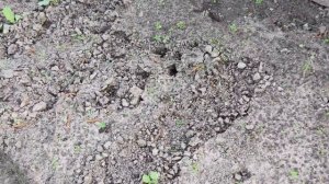 Выкопала тюльпаны ,про вчерашнюю грозу.