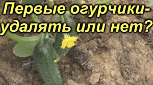 Удалять или нет первые огурчики? Урожай повышается в РАЗЫ!