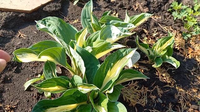 Часть 2. Хосты для Вас🪴🌺 смотреть онлайн