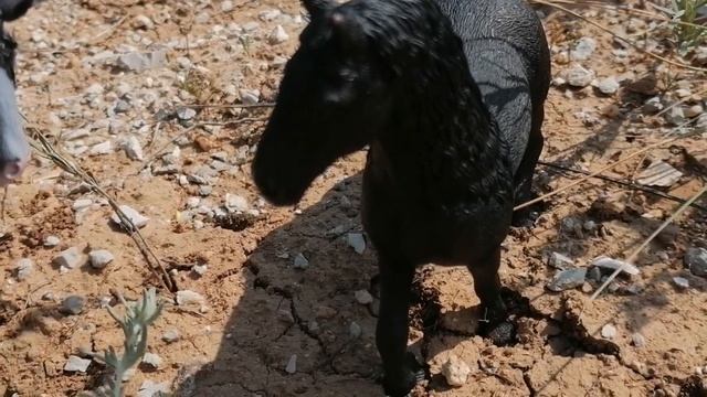 Мини фильм. "любовь познаётся в беде" Шляйх.