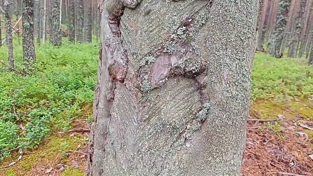 Онежские петроглифы смотреть онлайн
