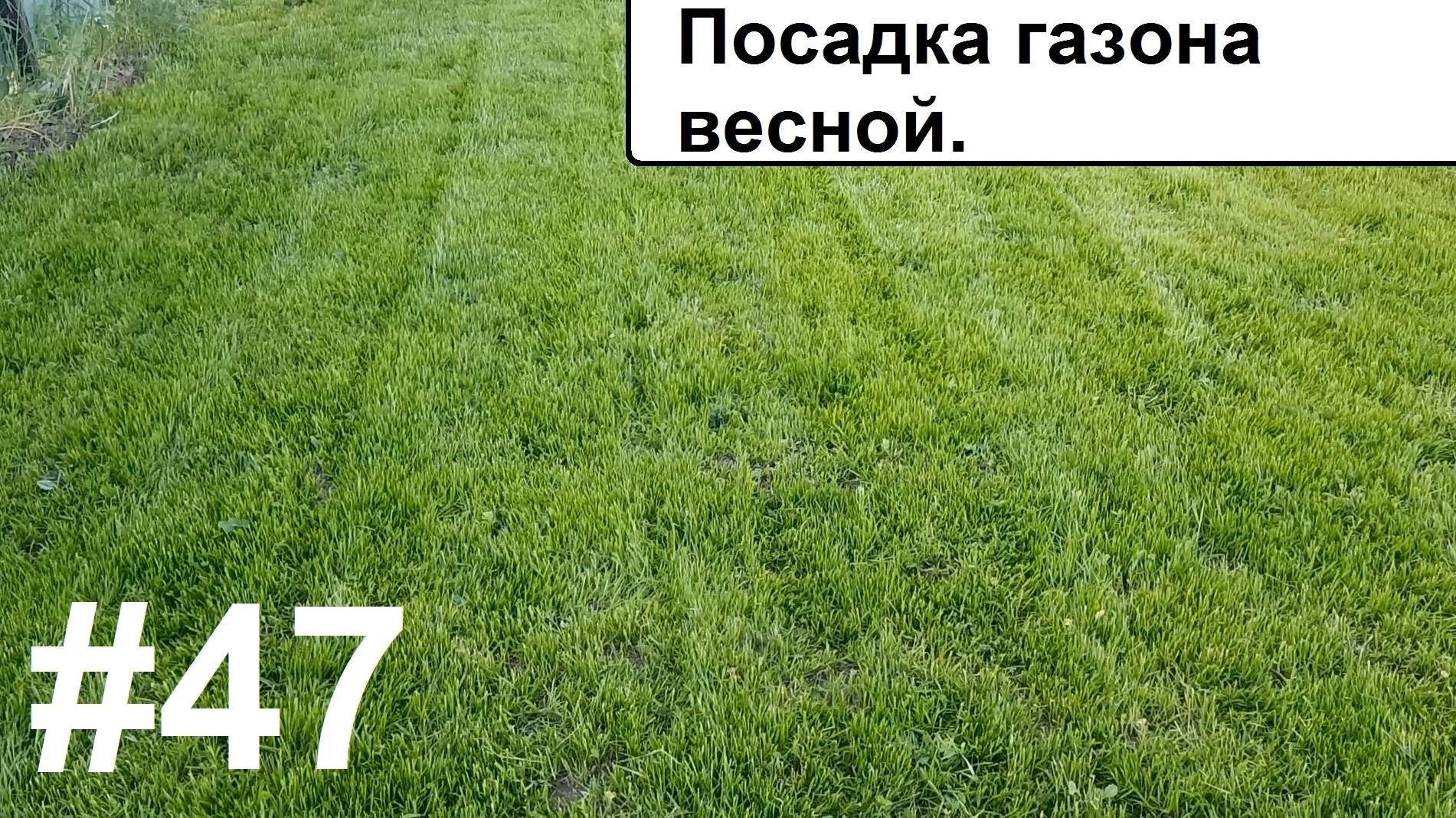 Газон весной. смотреть онлайн