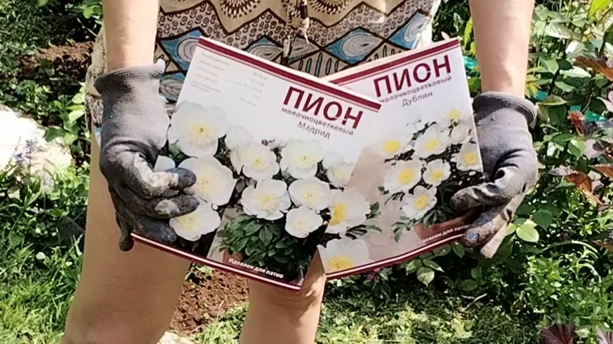 Сажаем новые пионы. Хочешь красивый сад?, стриги газон))) О7-06-2025 смотреть онлайн