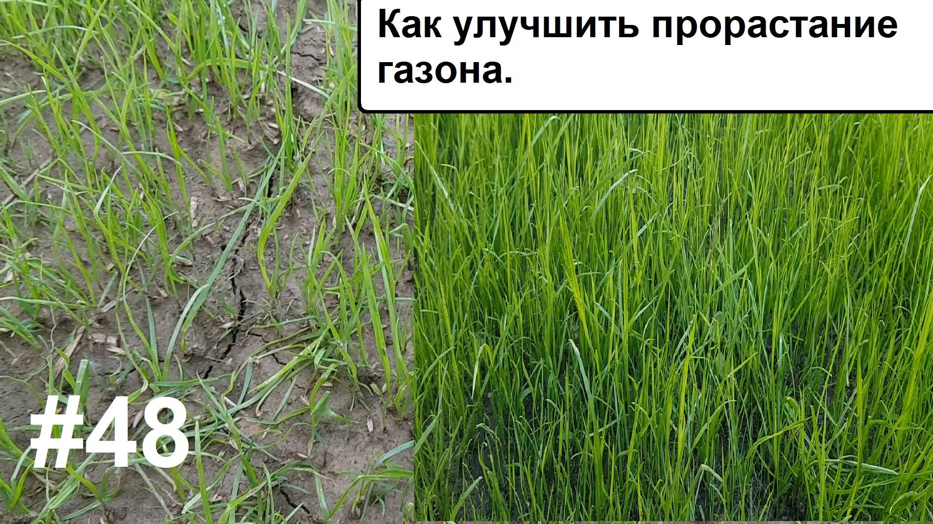 Как улучшить прорастание газона. смотреть онлайн