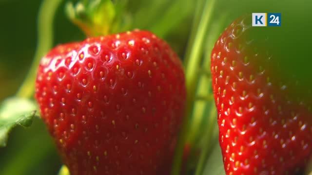 Мир сельского хозяйства. Клубника 10.06.2025